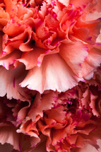 flower petals closeup 