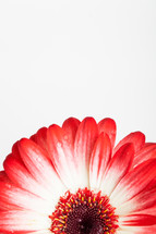 red and white radiating flower petals 