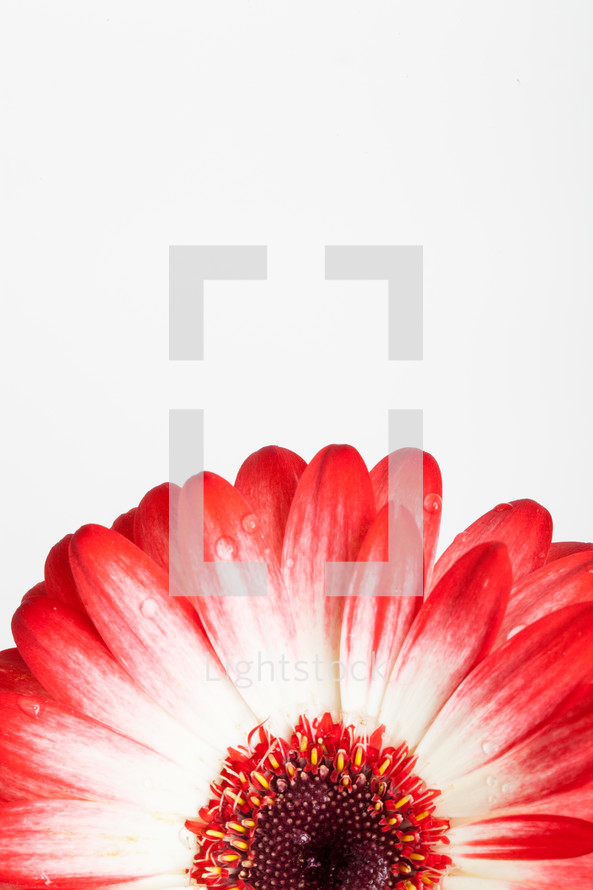 red and white radiating flower petals 