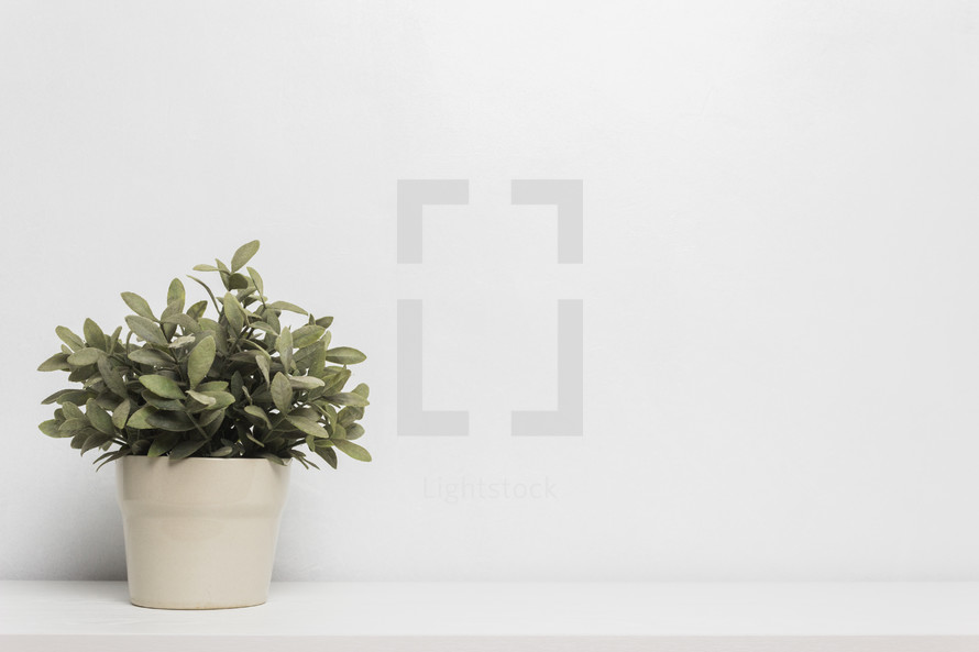 houseplant on a white background 