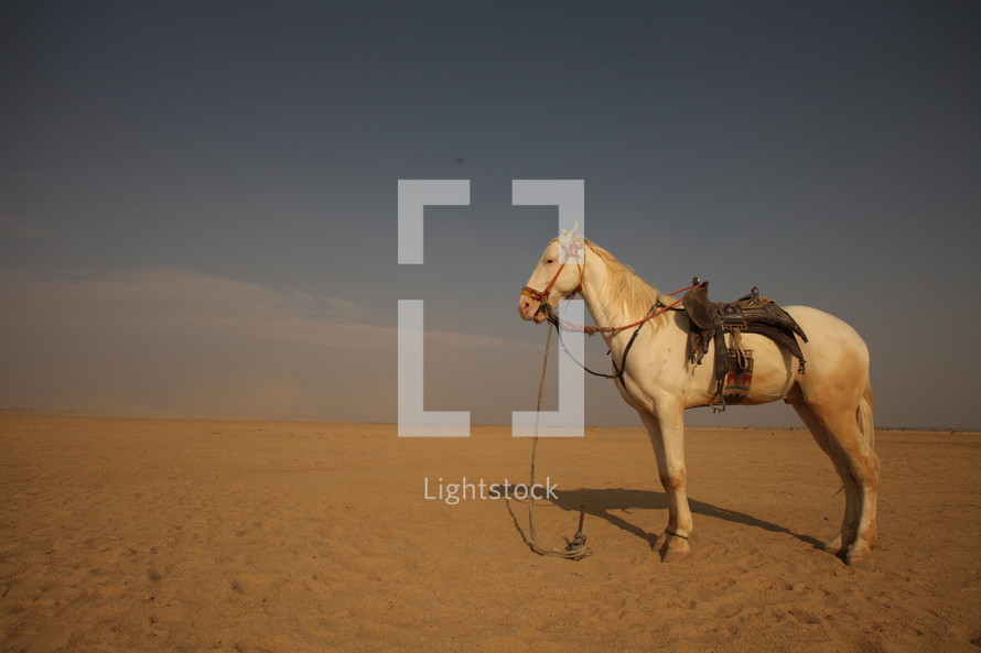 horse in a desert 