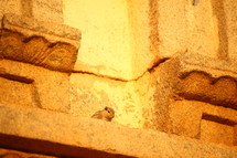 chipmunk on an ancient temple 