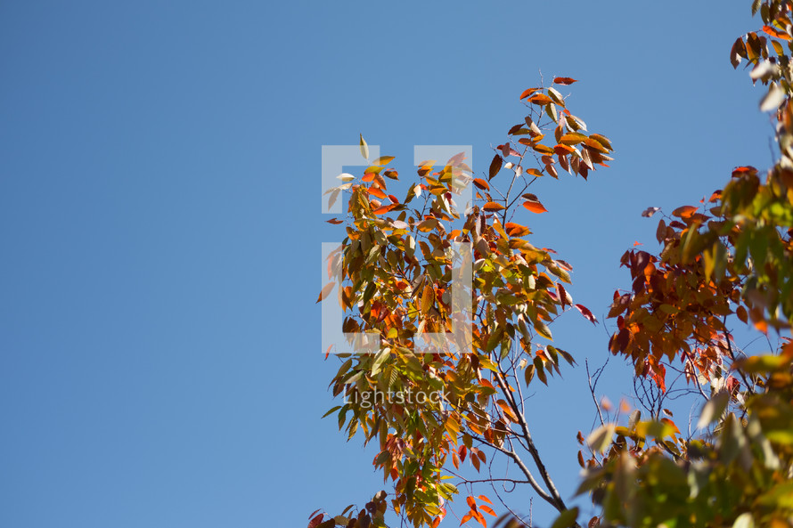 blue sky and fall tree 