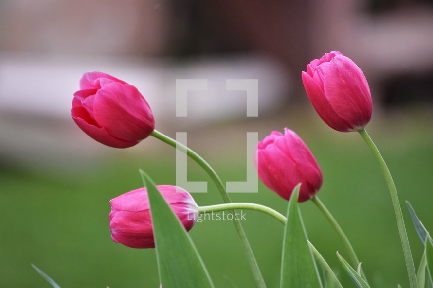 pink tulips in spring 