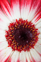 red and white flower 
