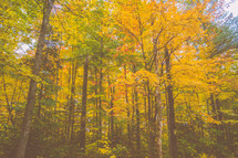 colors of a fall forest 