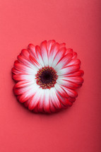 red and white flower 