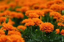 orange marigolds 