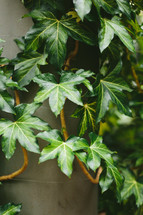 green ivy 