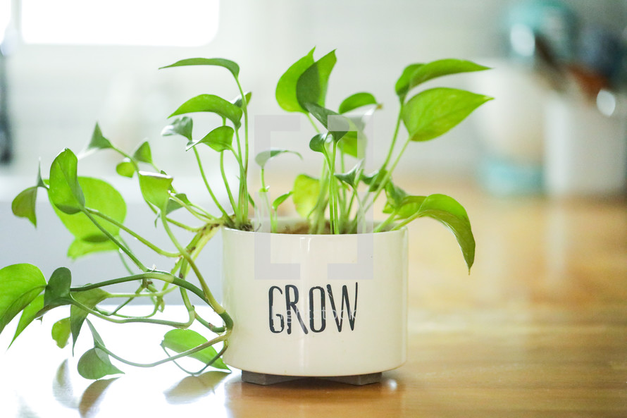 house plant in a pot with the word grow 