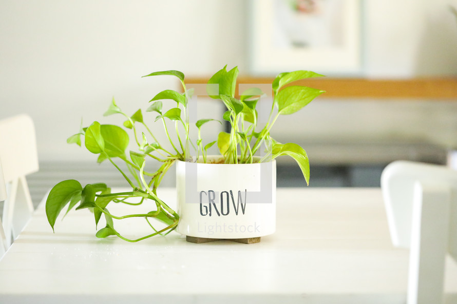 house plant in a pot with the word grow 