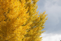 yellow leaves on fall trees 
