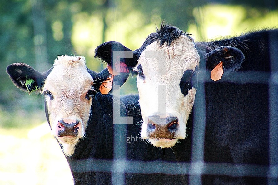 cows on a dairy farm