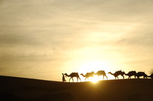 silhouettes of camels in a desert 