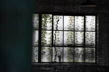 vines growing on a warehouse window 