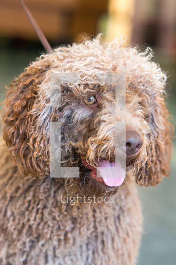 Portrait of brown spanish Water Dog. Vertical portrait