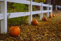 orange pumpkins in front of a white fence 