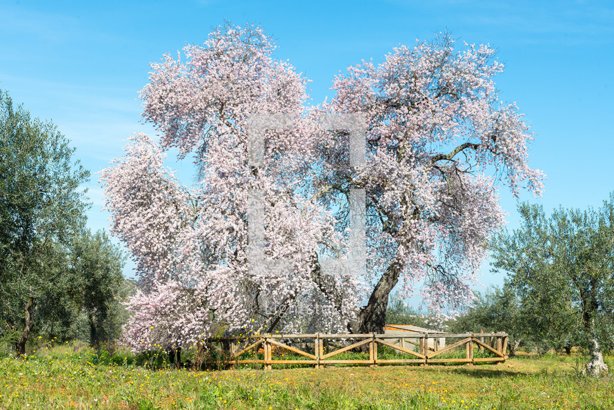 The Famous Royal Almond Tree of Valverde de Leganés, in Badajoz, Extremadura, Spain