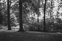 forest in black and white 