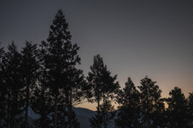 tall pine trees at sunrise 