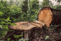 stump from a cut down tree 