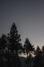 tall pine trees at sunset 
