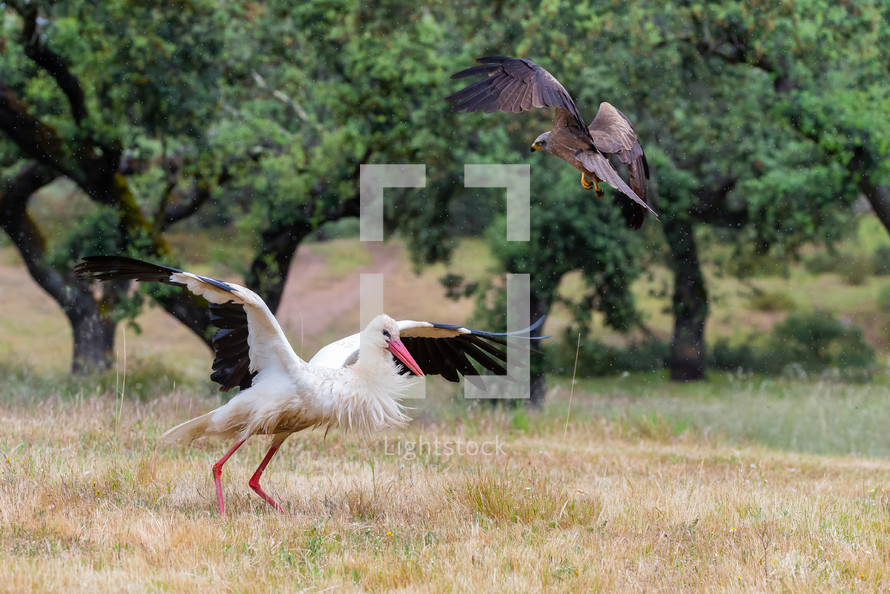 stork defending itself from eagle