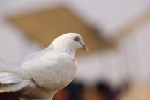 white dove 