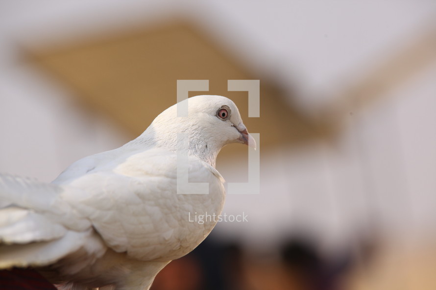 white dove 