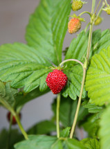 Wild strawberry macro with leaves