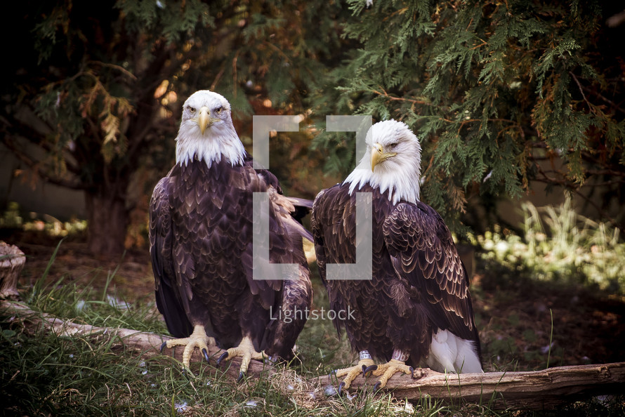 bald eagles 