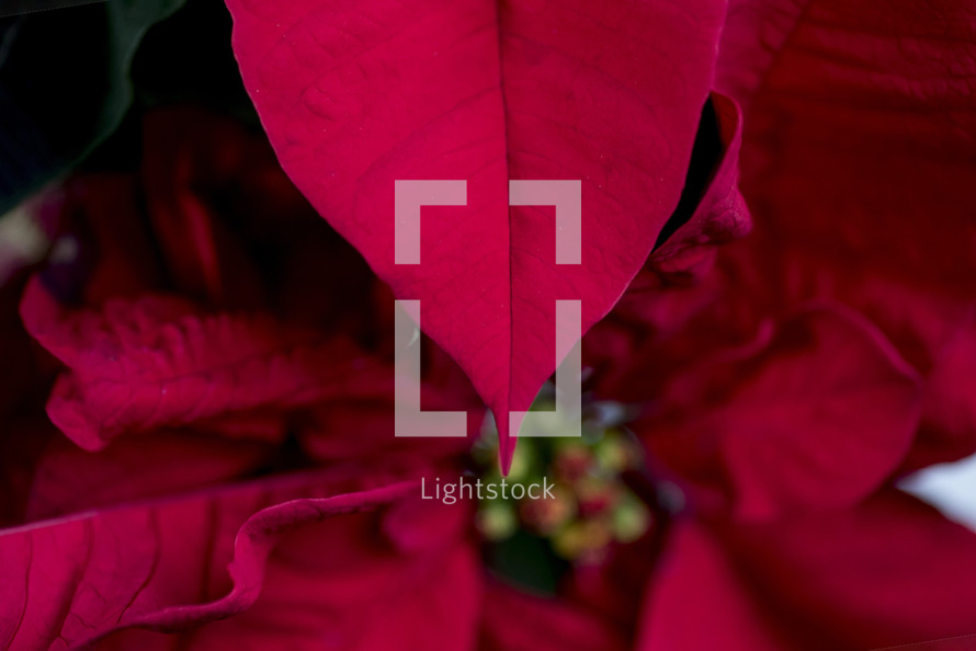red leaves of a poinsettia 