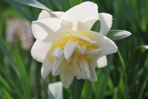 white fancy daffodil 