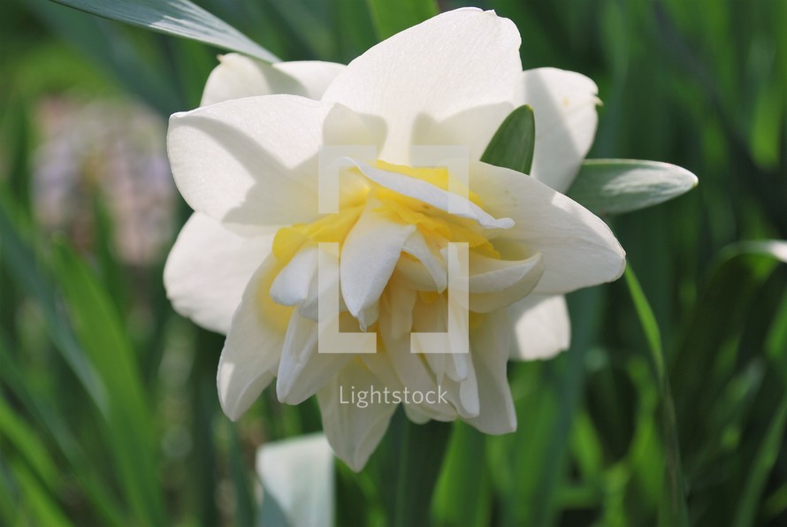 white fancy daffodil 