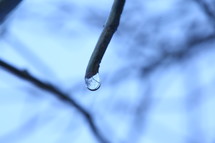 water drop on a branch 
