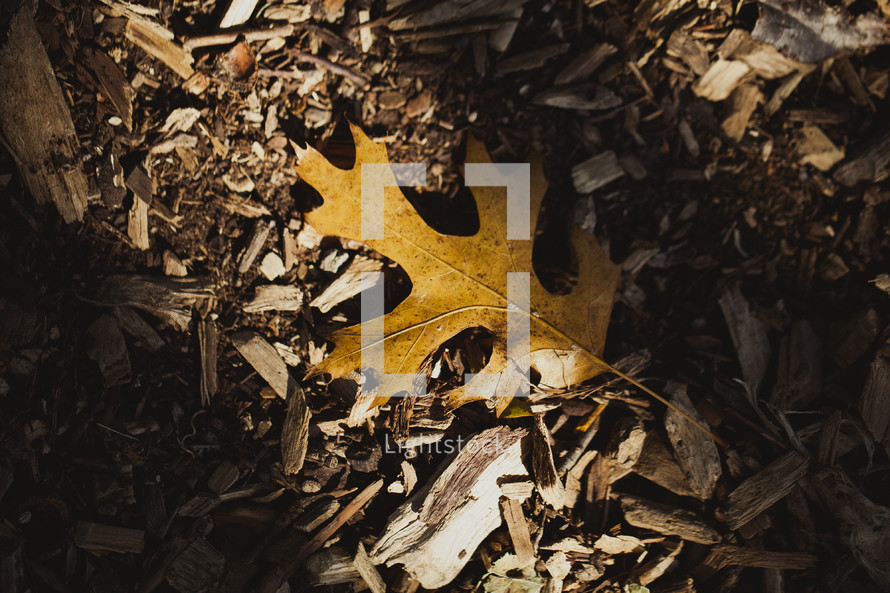 A fall oak leaf on the ground.