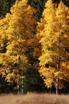 Yellow Fall trees