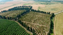 Aerial footage of large Avocado plantation in north Israel with young trees