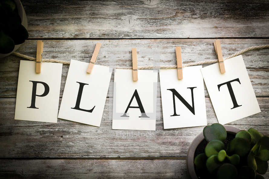 plant 