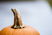 pumpkin stem 