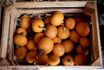 crate of mini pumpkins 