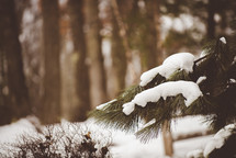 snow on a pine tree