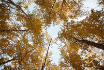 looking up to the top of fall trees in a forest 