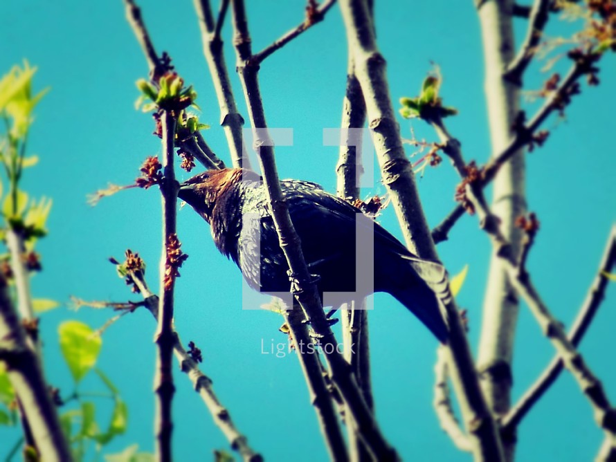 Bird perched in a tree.
