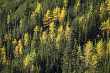 autumn larch forest 
