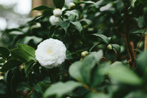 white flower on a bush 
