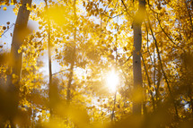 sunburst through a fall forest 