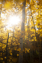 sunburst through a forest in fall 
