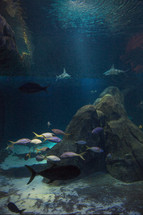 sharks and fish in an aquarium 