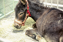resting donkey